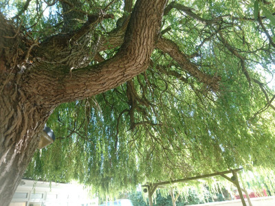 Underneath the weeping willow tree.....