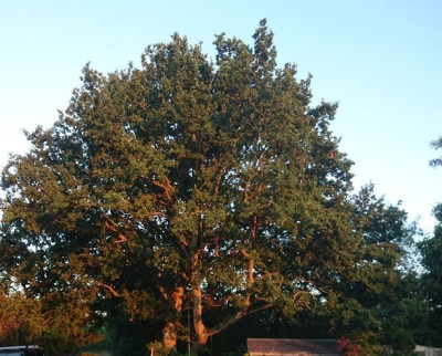 Evening sunlight making a trunk call.