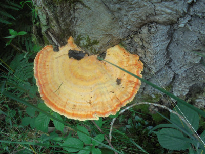DSC02435.JPG
