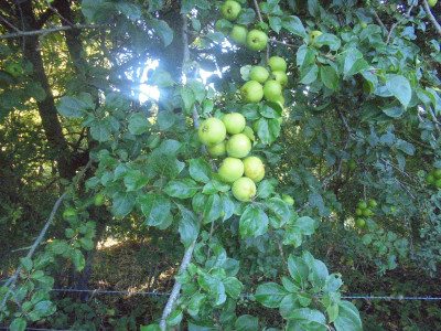 and also for Apples