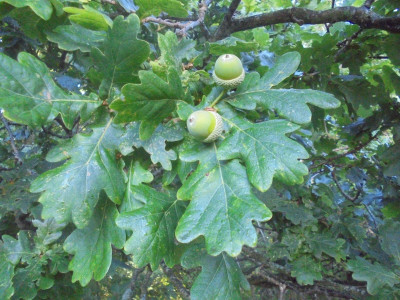 A is for Acorns