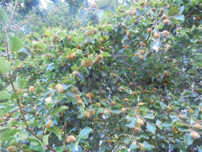 B is fro Beech Nuts