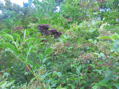 E is for Elderberries (NF Original 21/08/2022)