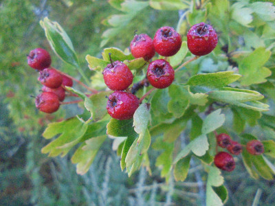 and Also for Haws