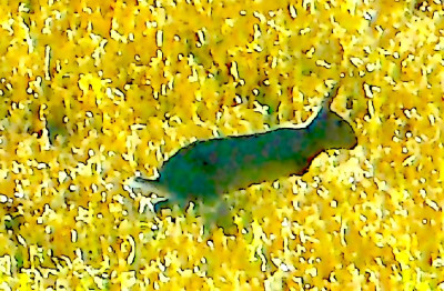 and also for Rabbit