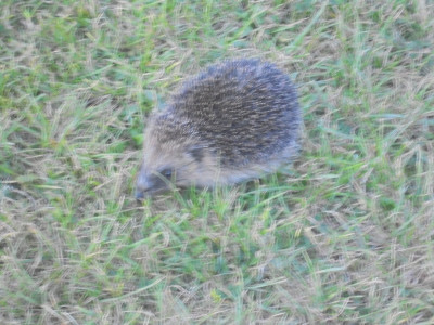 Out of focus