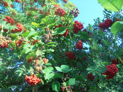 DSC02525.JPG