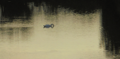 Not that bloke with the camera again<br />Quick hide!
