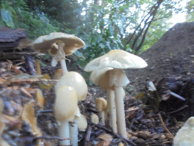Out of focus collection