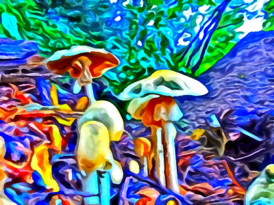 Magic Mushrooms Psychedelic Collection