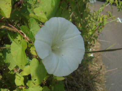 Normal White Bindweed