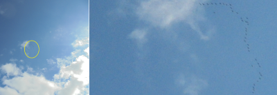 A point and shoot camera and a skein of 38-ish geese