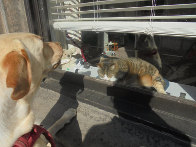 Social Distance<br />Lola and the unfazed cat