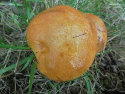 I name this mushroom the<br />Banana Toffee Boletus