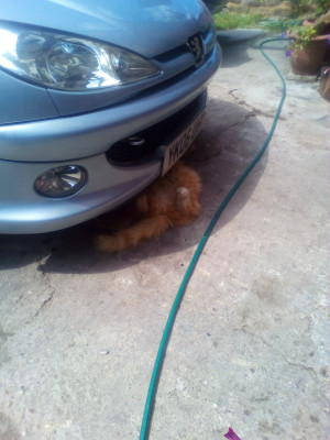Mechanic cat does oil change ?