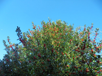 The holly bears a berry<br />as bright as any thorn...