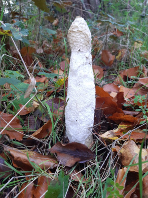 Impressive Phallus Impudicus - own work