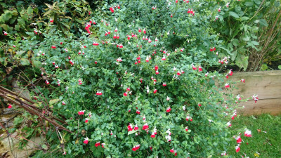 The Hotlips still in its third blossoming of the year!!
