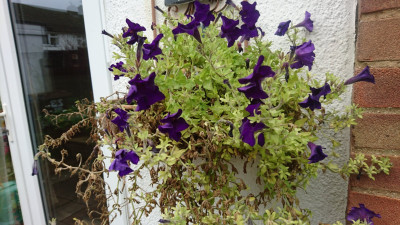 The Petunia suffering in the winds