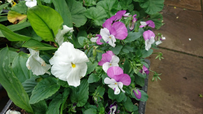 Viola seems happy still
