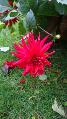 The Cactus Dahlia still going strong