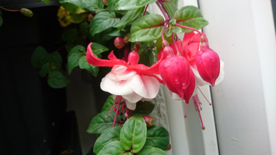 The last of the Fushia