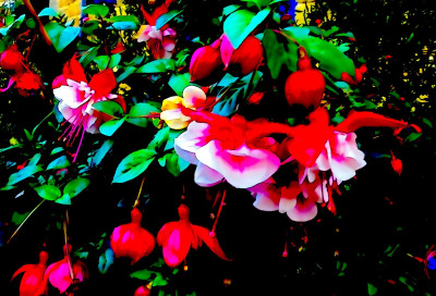 Fuschia in a Northumberland Garden<br />November 1st 2022