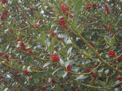 The holly does indeed bear a berry as bright as any thorn