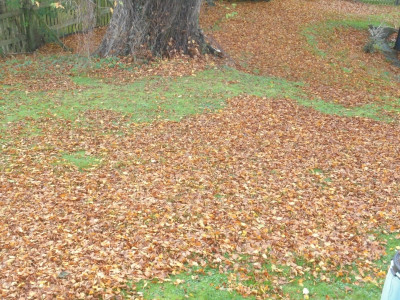 Let them lie!<br />Nature deals with its detritus far better than the<br />human with leaf blowers and matches.<br />These will be gone in the first decent gust, and where they next lie the fungi, insects, worms and bacteria will return them and their nutrients to the soil, at nature's pace.