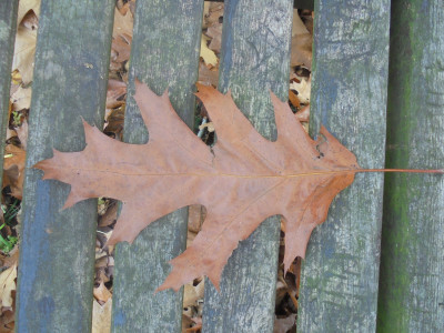 I like a Leaf