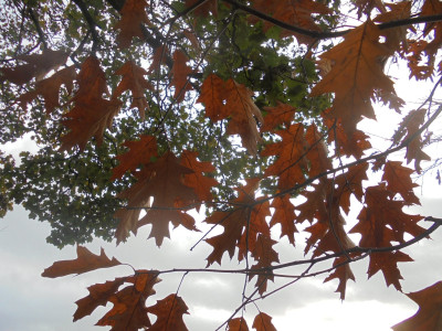 I like leaves on trees