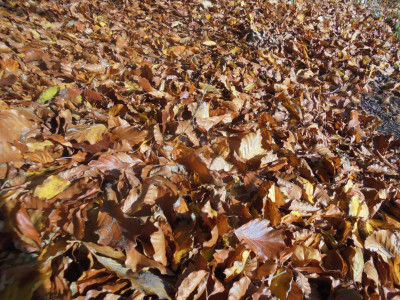 and I like carpets of Leaves