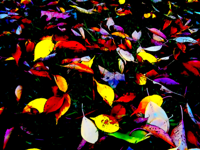 and their vibrant colours!