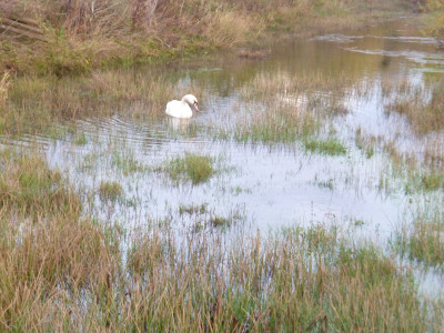 Not exactly Swan Lake, more Swan Bog
