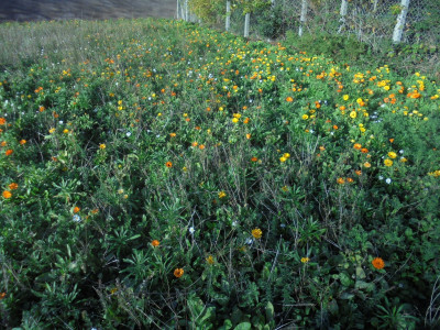 Still in Bloom November 2022