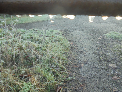 embryonic icicles
