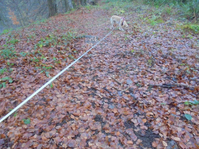 How would I describe Northumberland on December 1st 2022?<br />Not raining bit misty, not as cold as yesterday, still a bit of ice but overall<br />everything is very damp