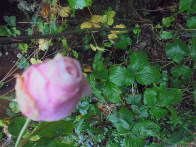 DSC03224.JPG
