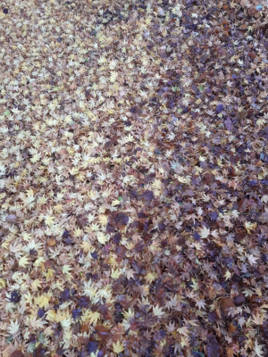 Autumnal winter leaves - own work