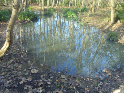 Reflections in a manky pond