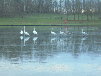 even after a four days of above freezing temps<br />The local Swans can still walk on water<br />Thursday 22 Dec 2022