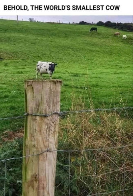 smallest cow.jpg