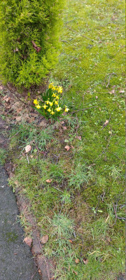 Daffs.jpg