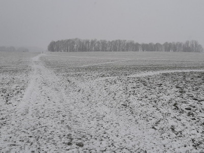 Bury Field Common