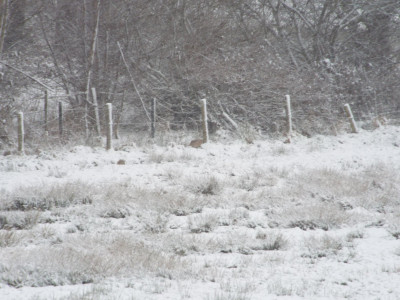 Hampton Bank Pheasant in the lying snow