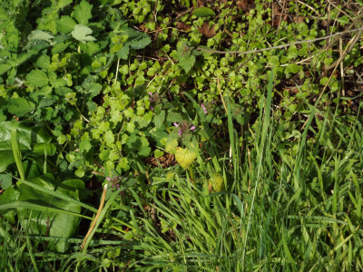 Wild mint?