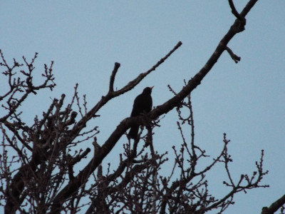 Very musical Wrenbury Blackbird?