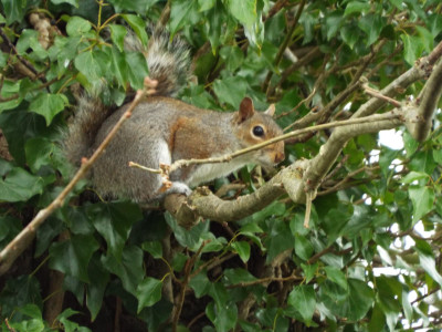 Wrenbury Grey Squirrel