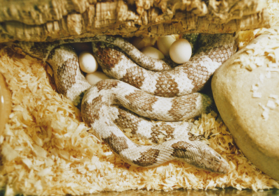Snakes 2.png