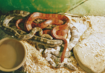 Snakes 1.png